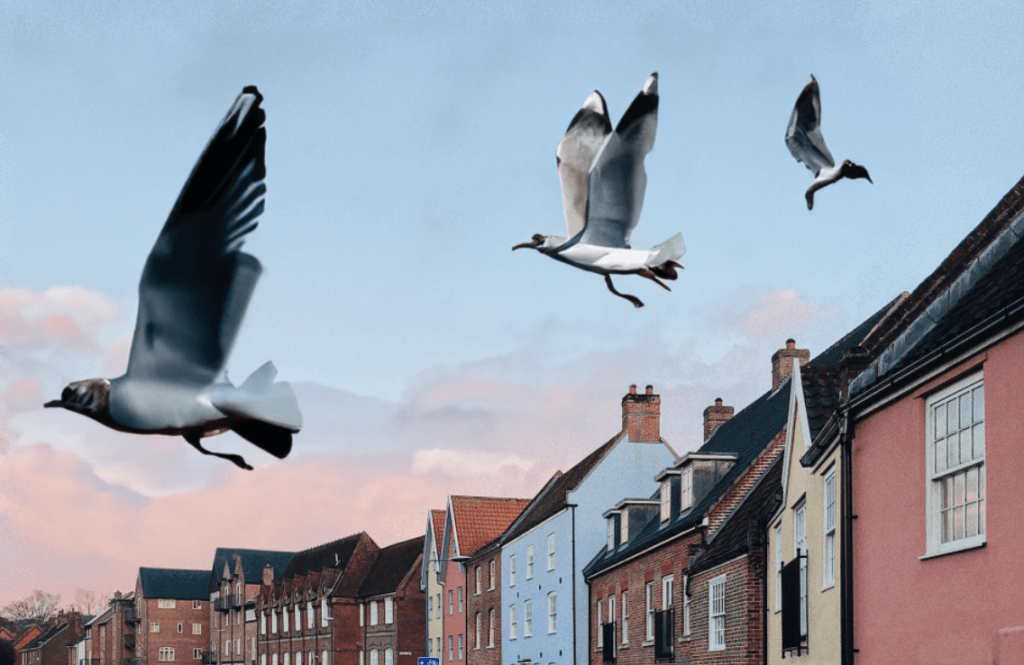 Obrovští racci nad městem