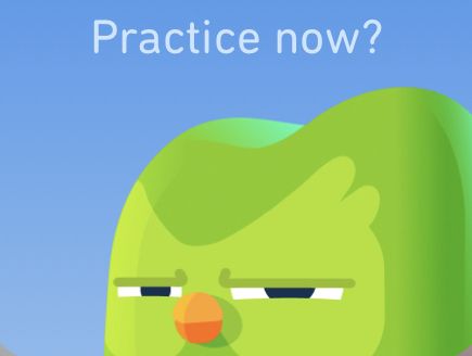 Duolingo sova